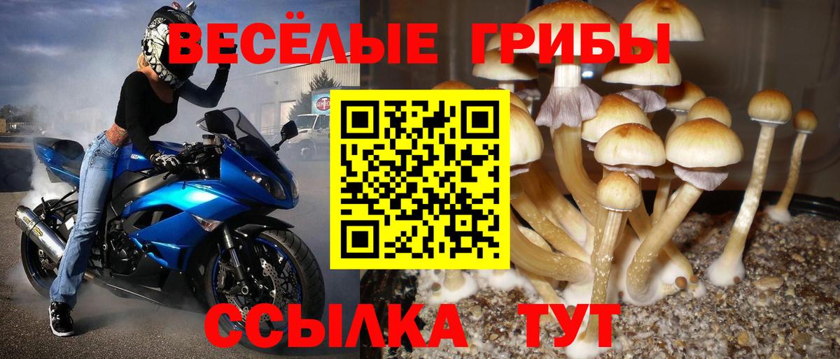 Морозовск  Псилоцибиновые грибы Cubensis  Вход с VPN 